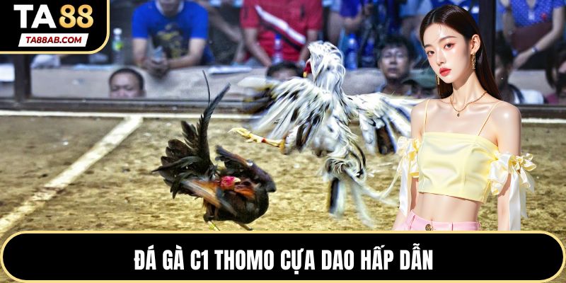 Đá gà C1 Thomo cựa dao hấp dẫn