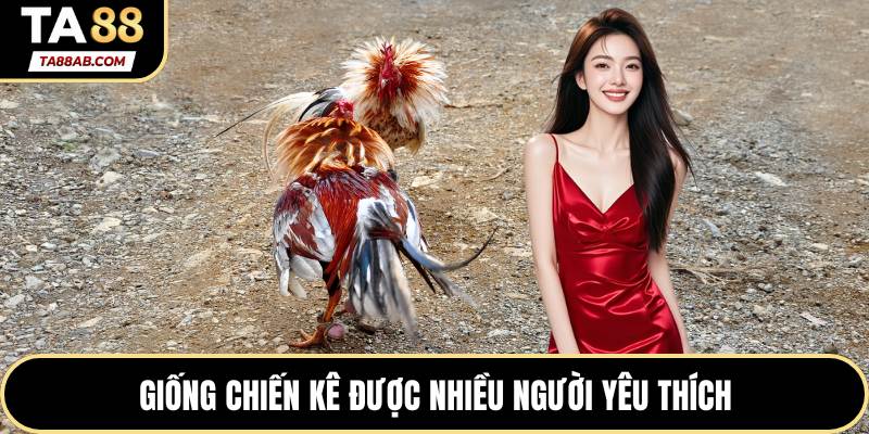 Giống chiến kê được nhiều người yêu thích