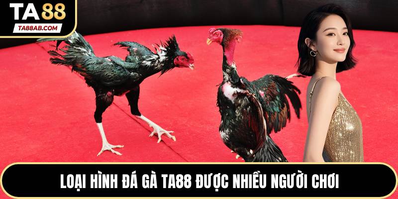 Loại hình đá gà TA88 được nhiều người chơi