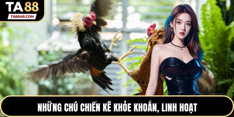 Những chú chiến kê khỏe khoắn, linh hoạt